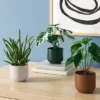 3pk 7.87" Monstera Artificial Plants - Room Essentials™